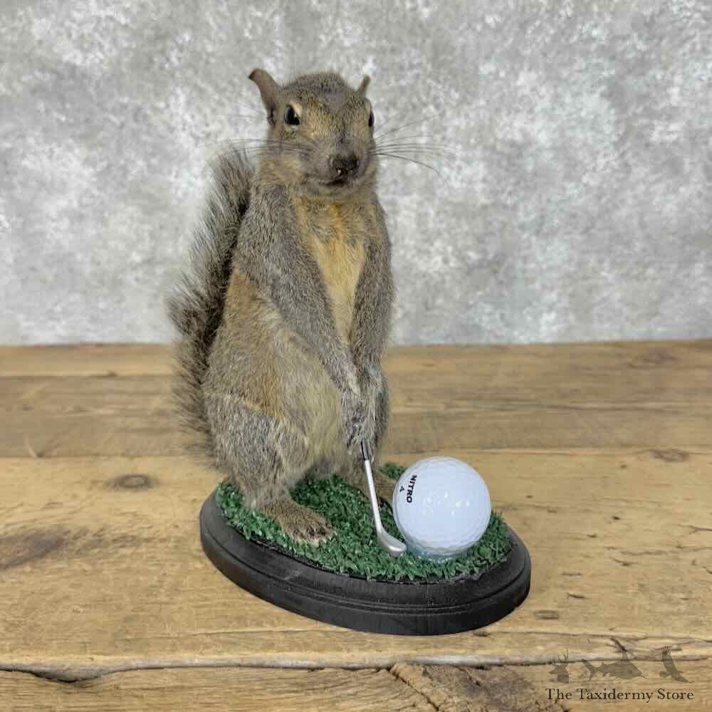 Golfing Squirrel Novelty Mount For Sale #31118 @ The Taxidermy Store