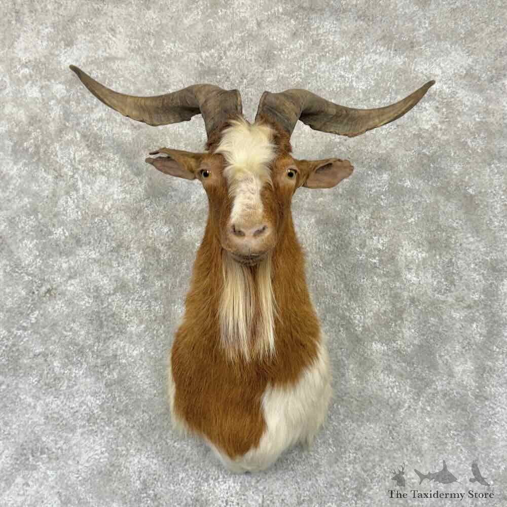 Catalina Goat Shoulder Mount For Sale #32345 @ The Taxidermy Store