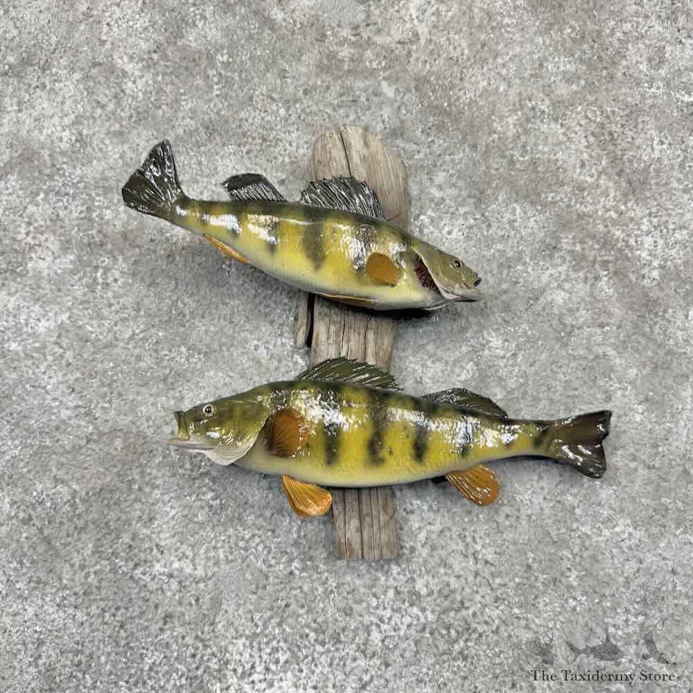 Yellow Perch Pair Fish Mount For Sale #32178 @ The Taxidermy Store