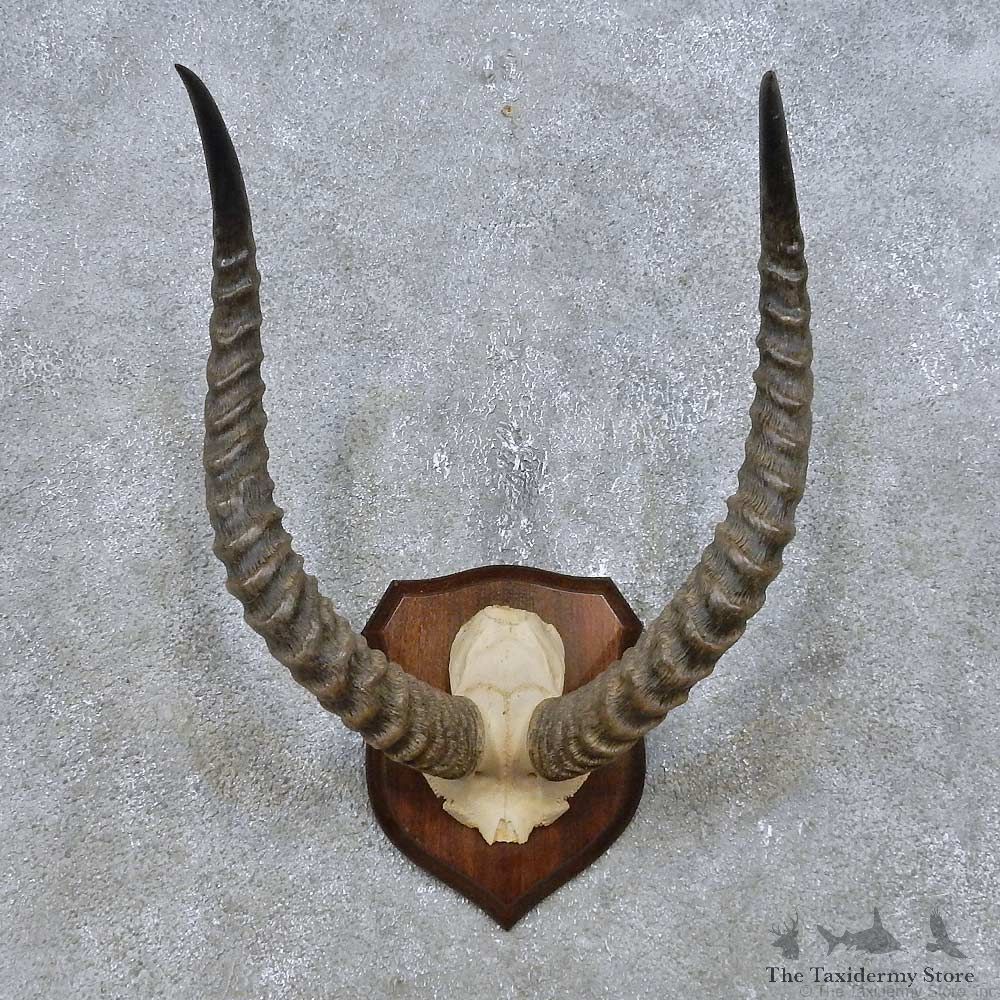 Kafue Flats Lechwe Antler Mount For Sale #14928 @ The Taxidermy Store