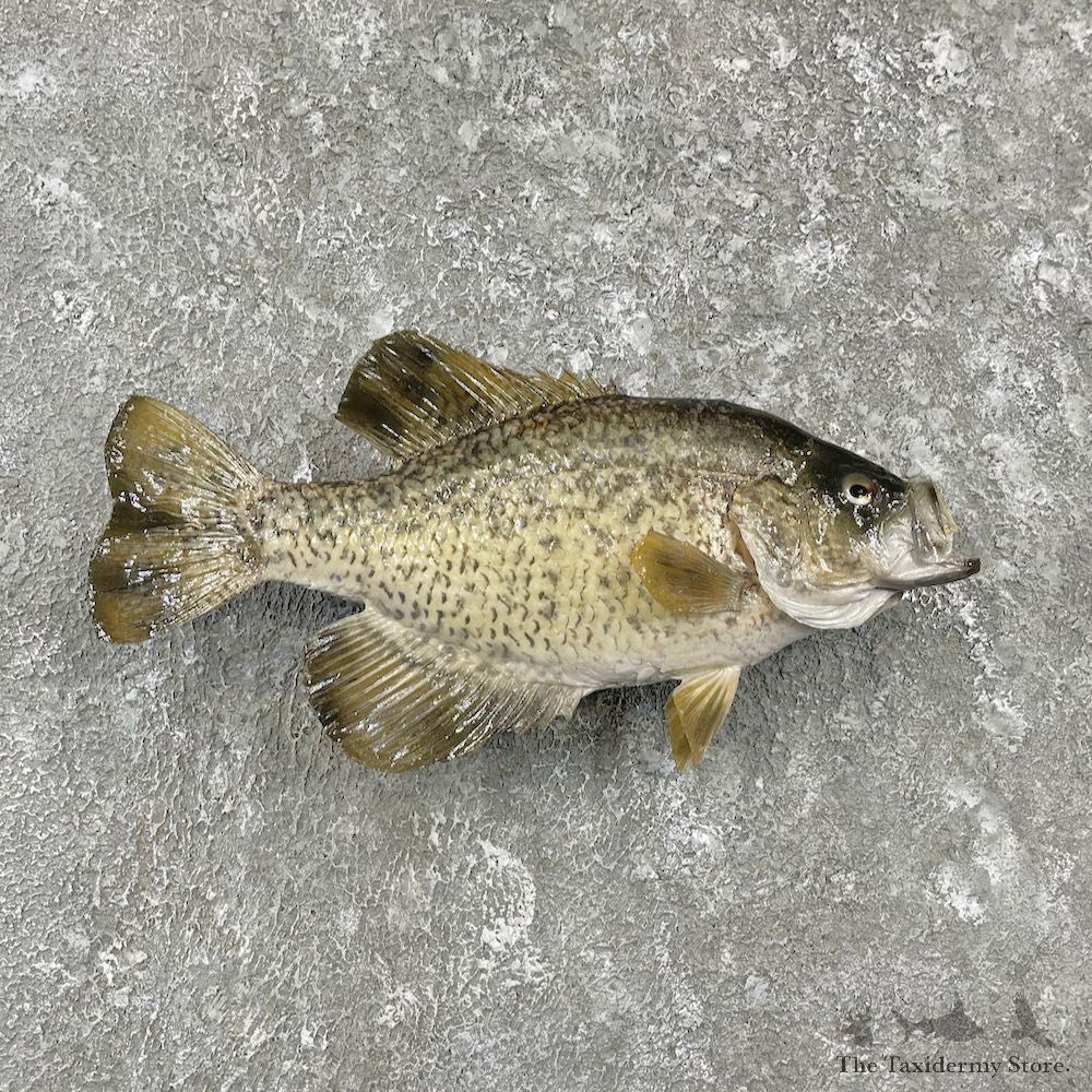 White Crappie Taxidermy Fish Mount #26137 For Sale @ The Taxidermy Store
