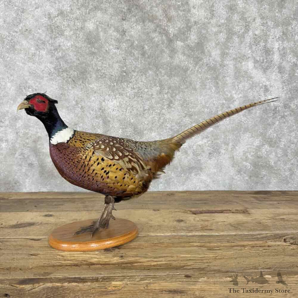 Ringneck Pheasant Bird Mount For Sale #30822 @ The Taxidermy Store