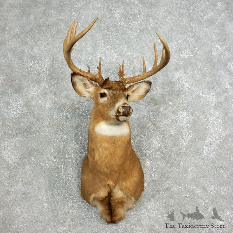 Mule Deer Shoulder Mount For Sale #17649 @ The Taxidermy Store