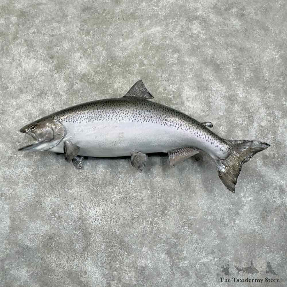 King Chinook Salmon Fish Mount For Sale #30990 @ The Taxidermy Store