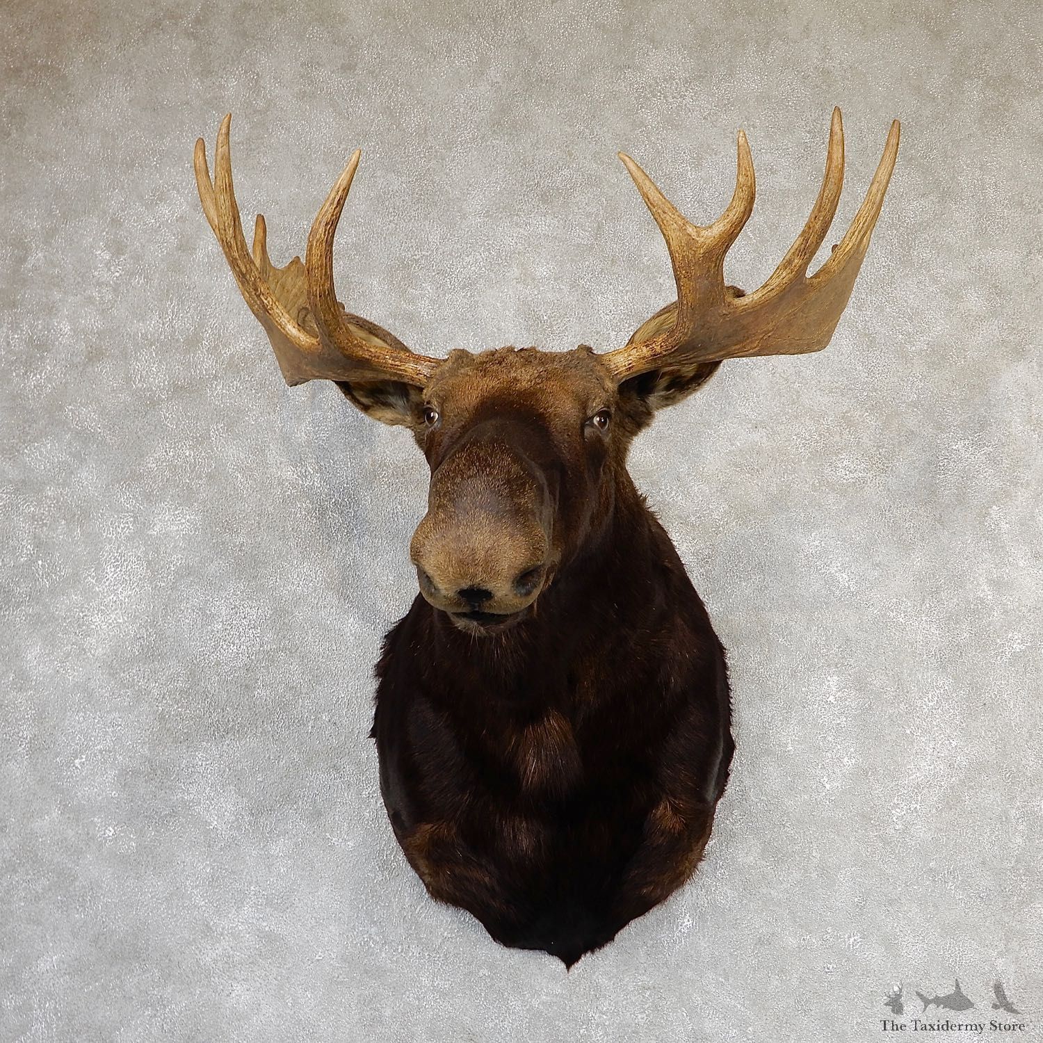 Shiras Moose Shoulder Taxidermy Mount #19319 For Sale @ The Taxidermy Store