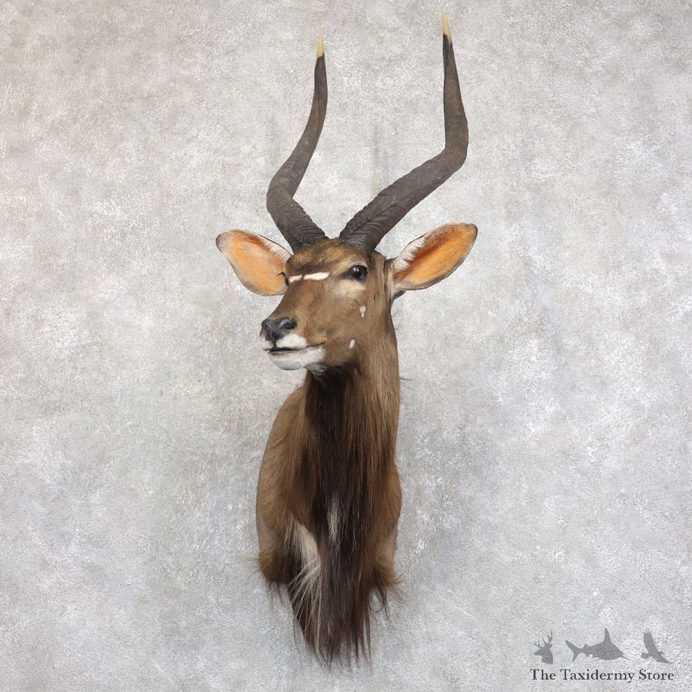 African Nyala Taxidermy Shoulder Mount #22232 For Sale @ The Taxidermy Store