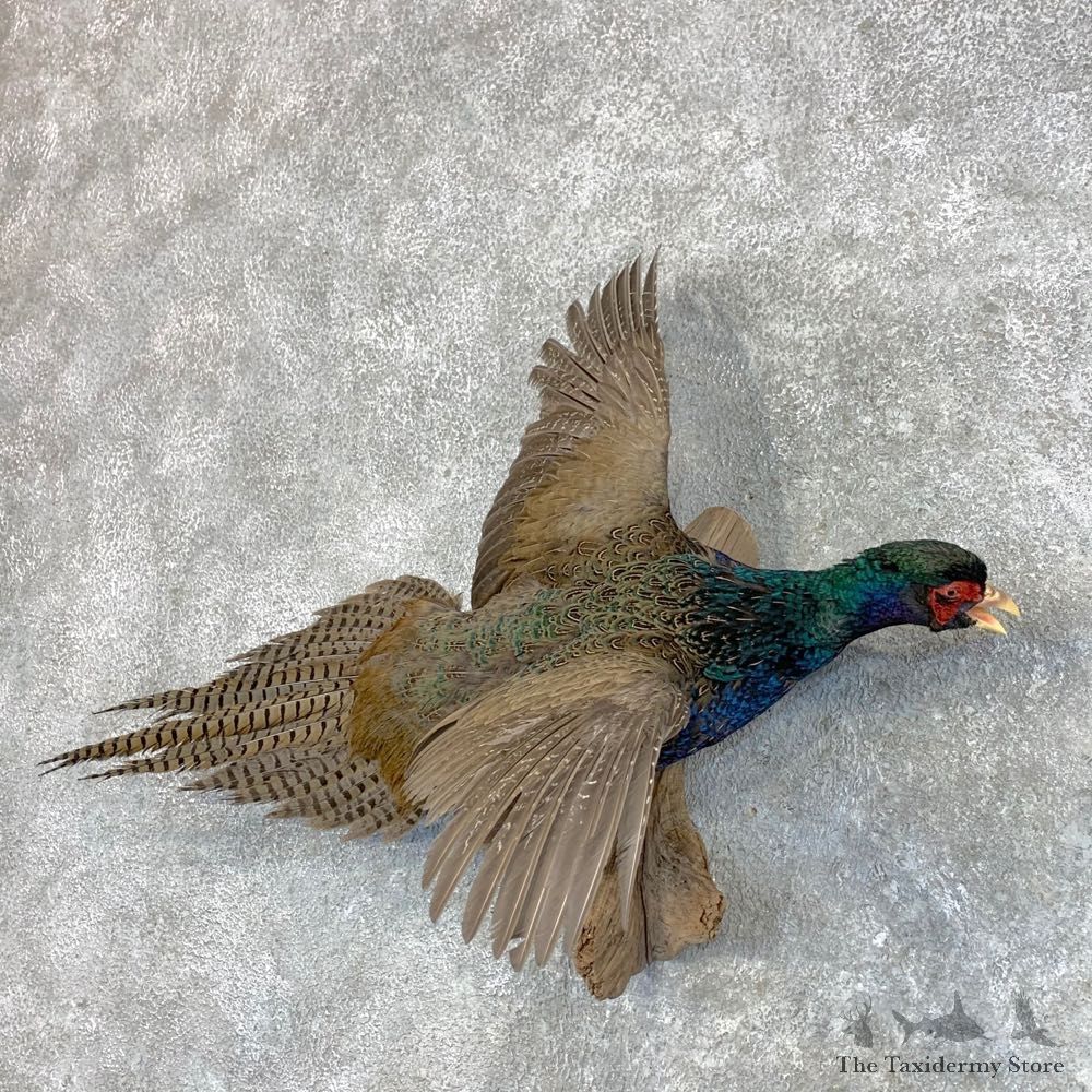 Green Pheasant Taxidermy Mount #22810 For Sale @ The Taxidermy Store