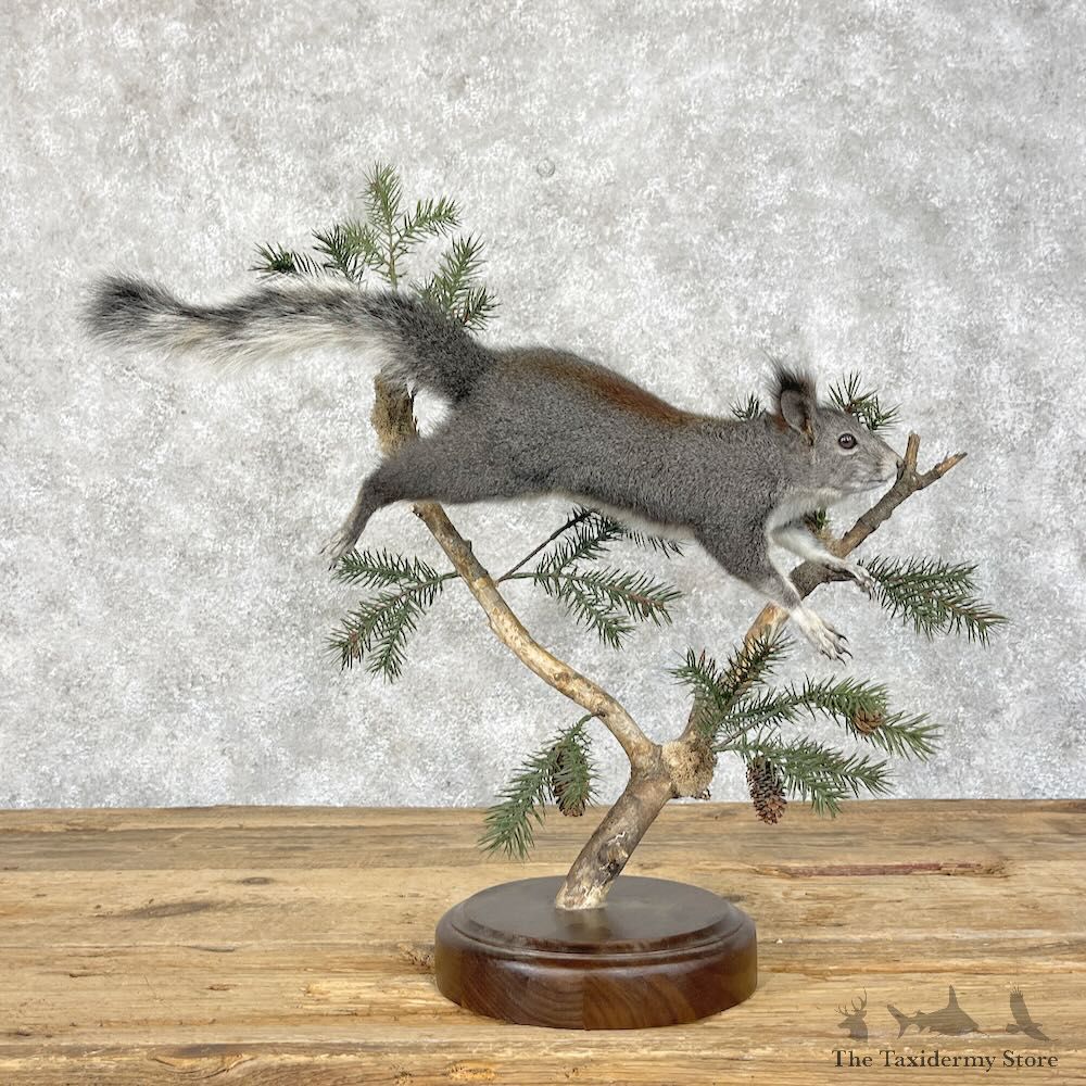 Kaibab Squirrel Mount For Sale #28397 @ The Taxidermy Store