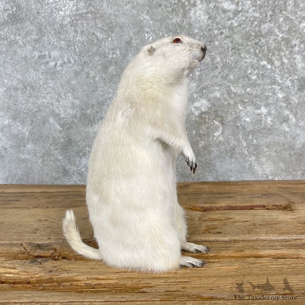 Albino Prairie Dog Life-Size Mount For Sale #27116 @ The Taxidermy Store