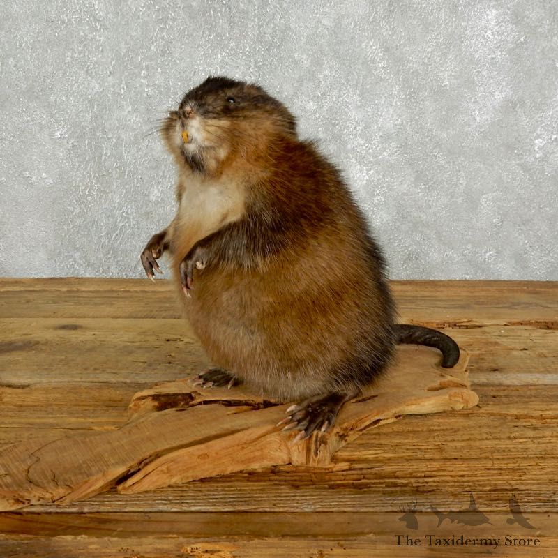 Muskrat Life Size Taxidermy Mount #17612 For Sale @ The Taxidermy Store