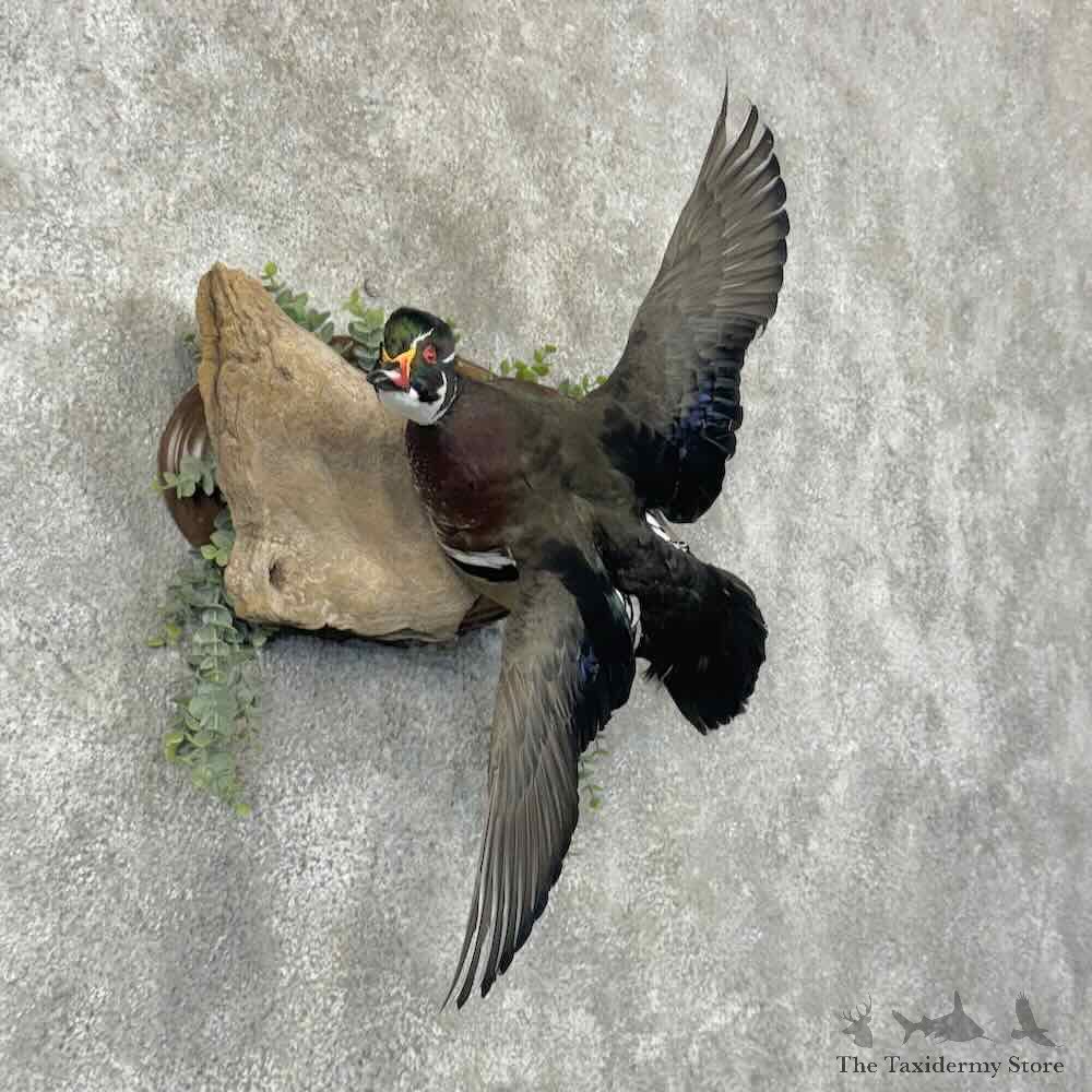 Wood Duck Bird Mount For Sale #30844 @ The Taxidermy Store