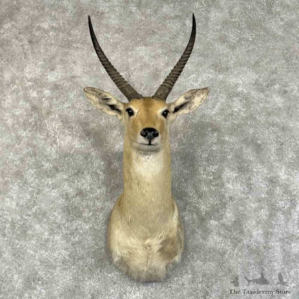 Common Reedbuck Shoulder Mount For Sale #31210 @ The Taxidermy Store