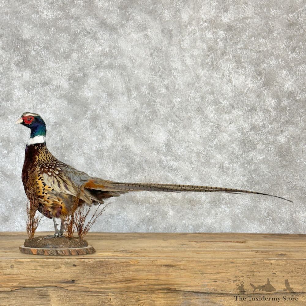 Ringneck Pheasant Bird Mount For Sale #28983 @ The Taxidermy Store