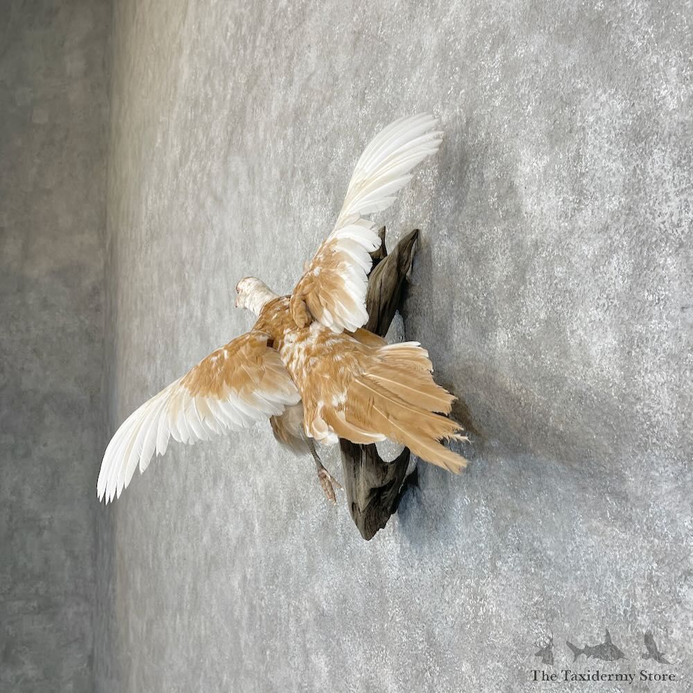 Ringneck Pheasant Bird Mount For Sale #28428 @ The Taxidermy Store