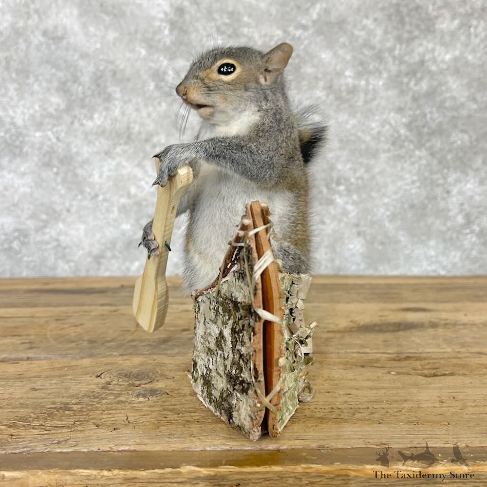 Canoe Squirrel Novelty Mount For Sale #28588 @ The Taxidermy Store