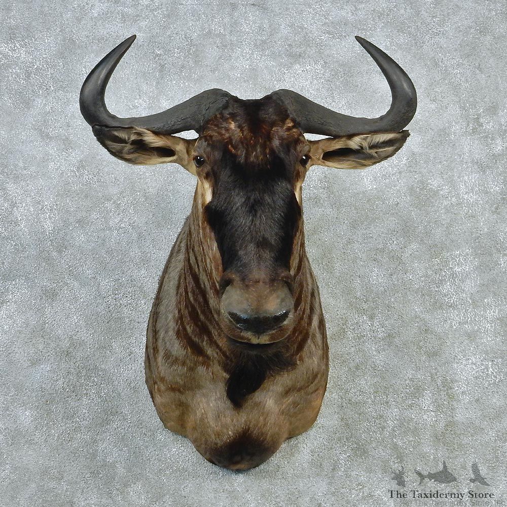 Wildebeest Taxidermy Mount M1 #12804 For Sale @ The Taxidermy Store