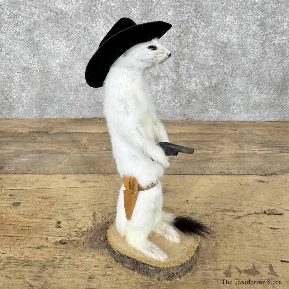 Cowboy Ermine Novelty Mount For Sale #30610 @ The Taxidermy Store