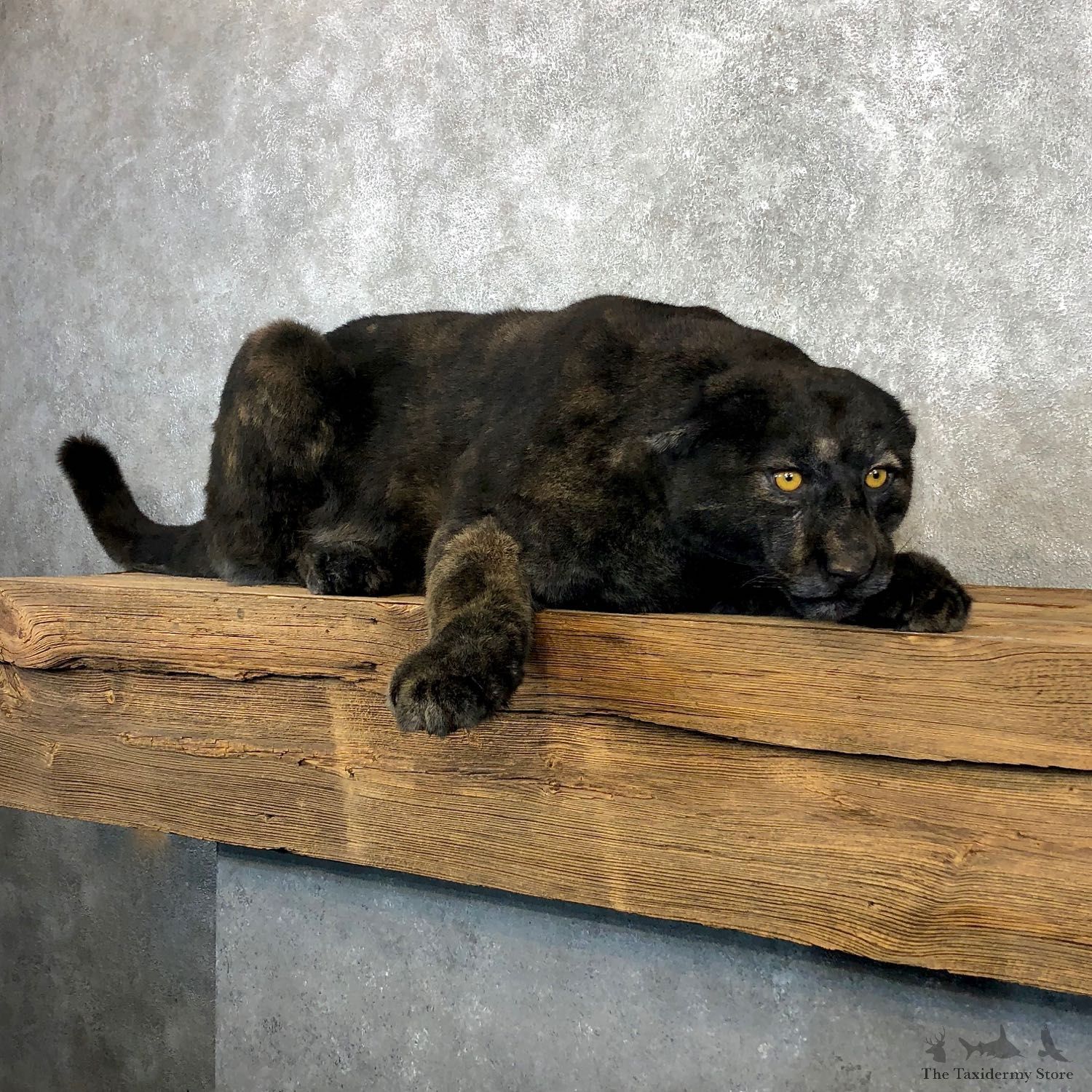 Black Panther Reproduction Life-Size Mount For Sale #19977 @ The Taxidermy Store