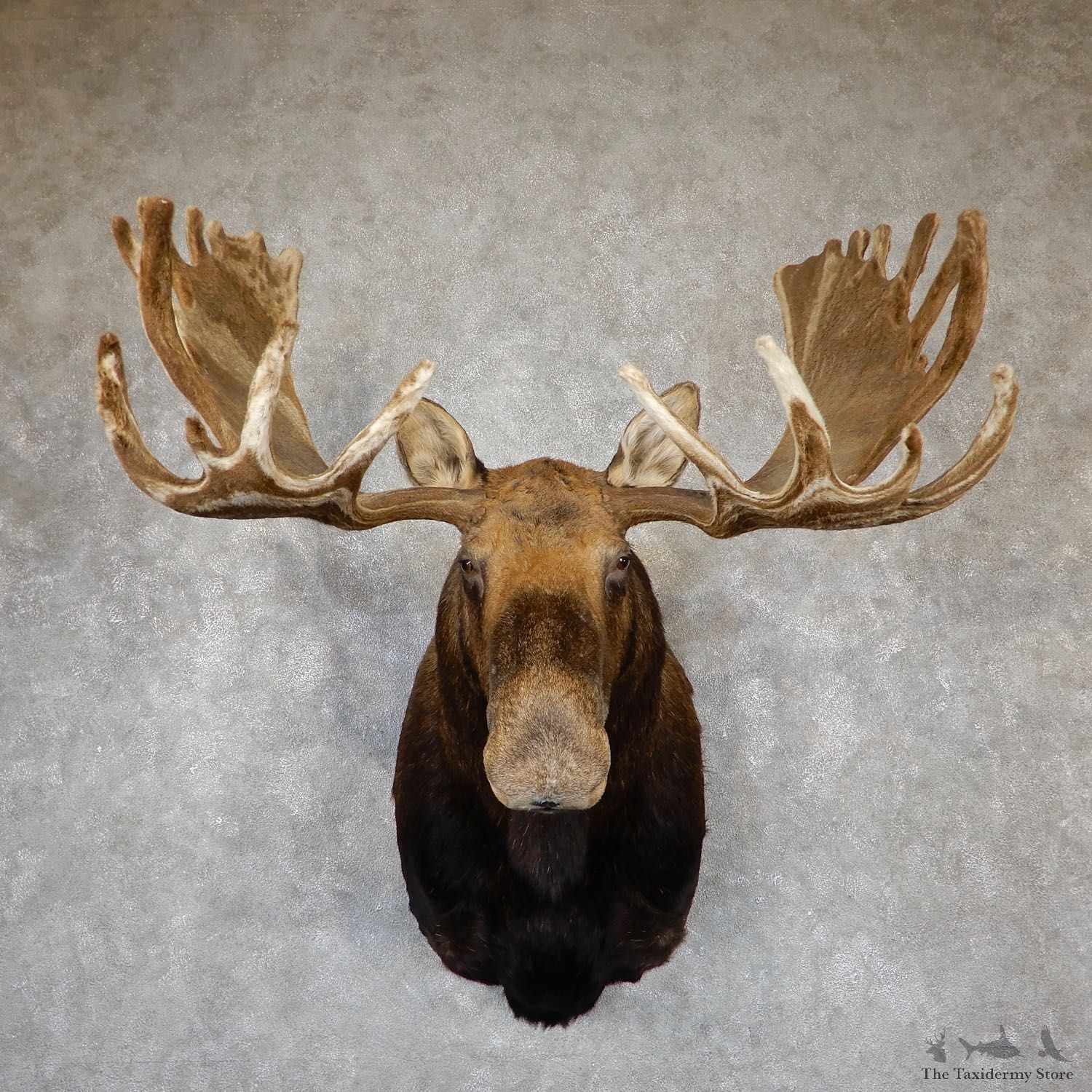 Swirled Velvet Moose Taxidermy Shoulder Mount For Sale #19400 @ The Taxidermy Store