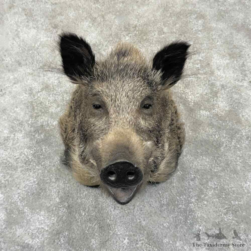 Wild Boar Shoulder Mount For Sale #31654 @ The Taxidermy Store