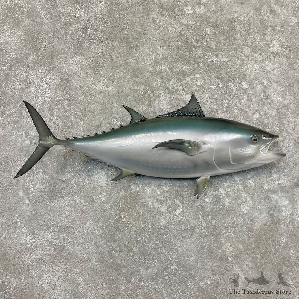Bluefin Tuna Fish Mount For Sale #27707 - The Taxidermy Store