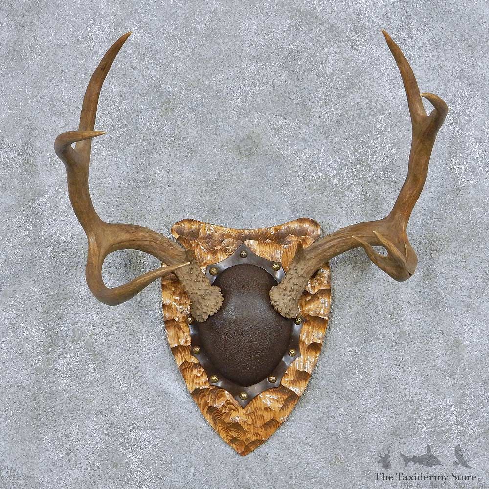 Whitetail Deer Antler Plaque Taxidermy Mount #13841 For Sale @ The Taxidermy Store