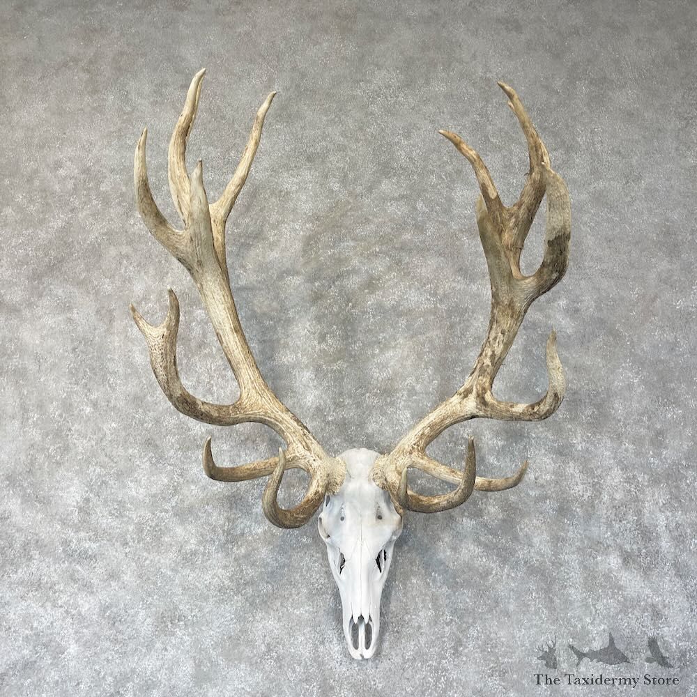 Red Deer Stag Skull European Mount For Sale #28743 @ The Taxidermy Store