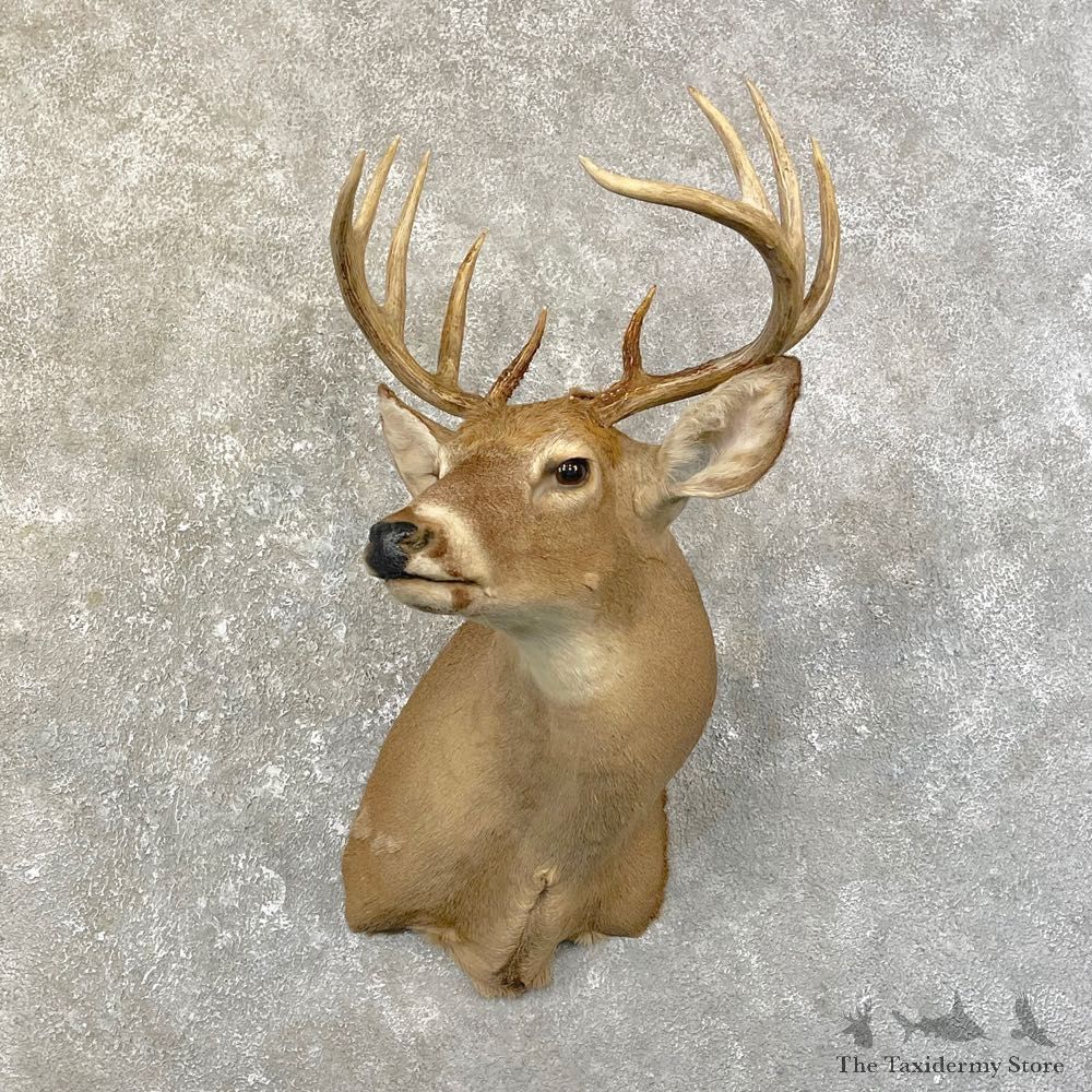 Whitetail Deer Taxidermy Shoulder Mount For Sale #25182 @ The Taxidermy Store