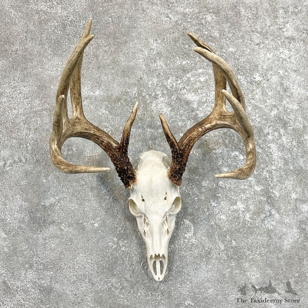 Whitetail Deer Skull European Mount For Sale #27488 @ The Taxidermy Store