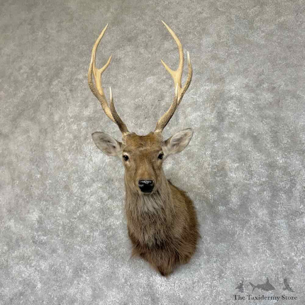 Japanese Sika Deer Shoulder Mount For Sale #31344 @ The Taxidermy Store