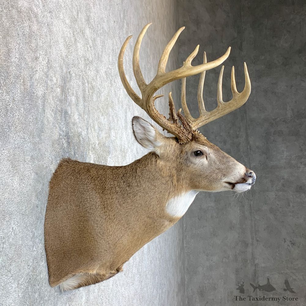 Whitetail Deer Shoulder Mount For Sale #23382 @ The Taxidermy Store
