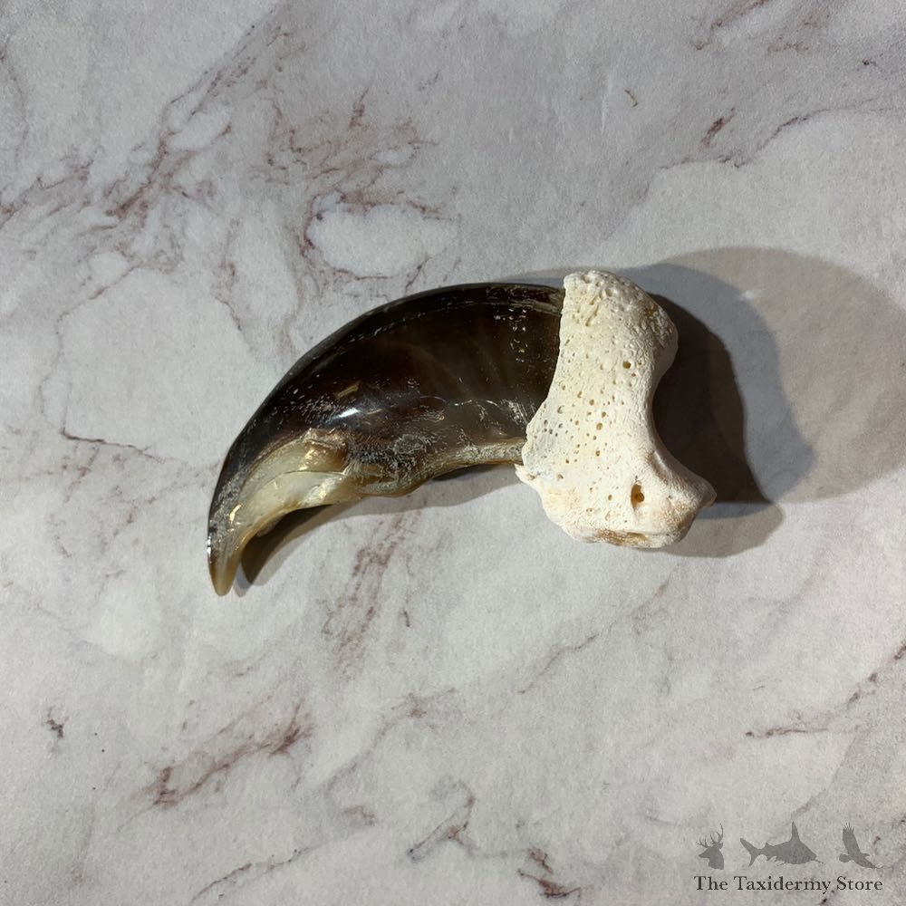 Polar Bear Claw Taxidermy For Sale #20644 @ The Taxidermy Store