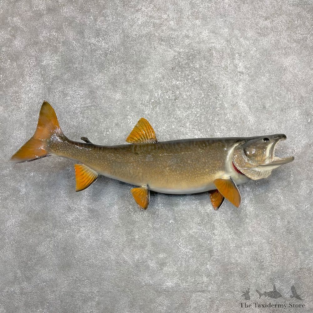 Lake Trout Freshwater Fish Mount For Sale #24400 @ The Taxidermy Store