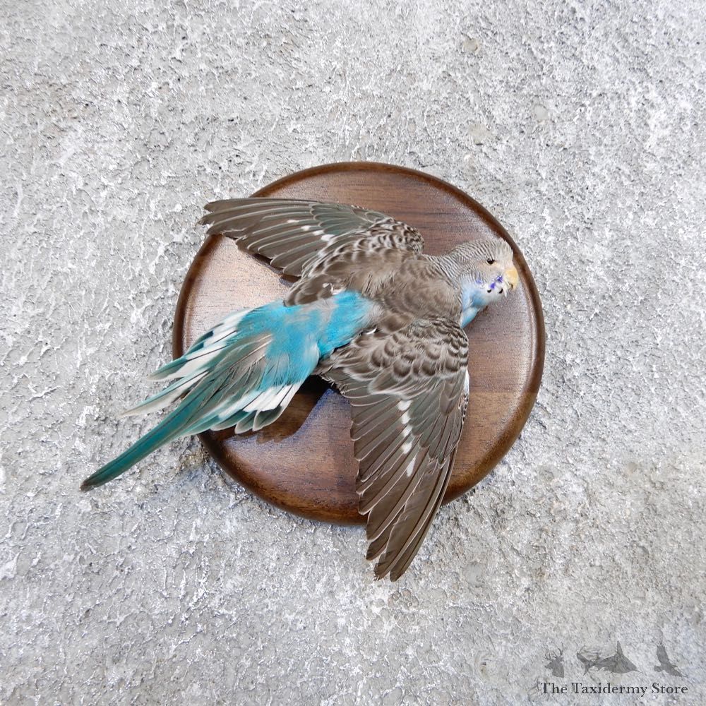 Parakeet Bird Mount For Sale #18592 @ The Taxidermy Store