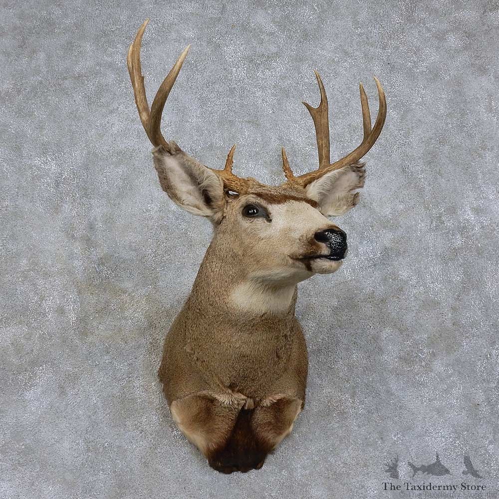 Mule Deer Shoulder Mount For Sale #15749 @ The Taxidermy Store