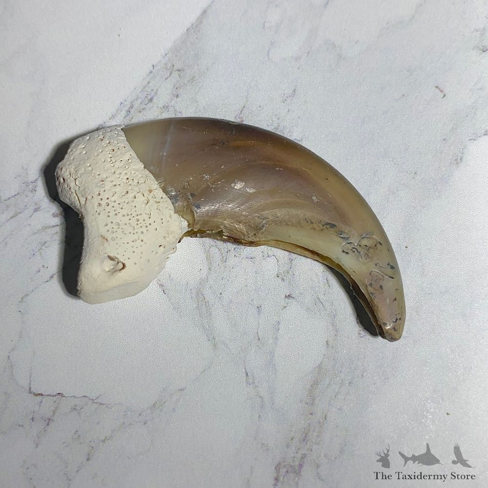 Grizzly Bear Claw For Sale #23763 - The Taxidermy Store