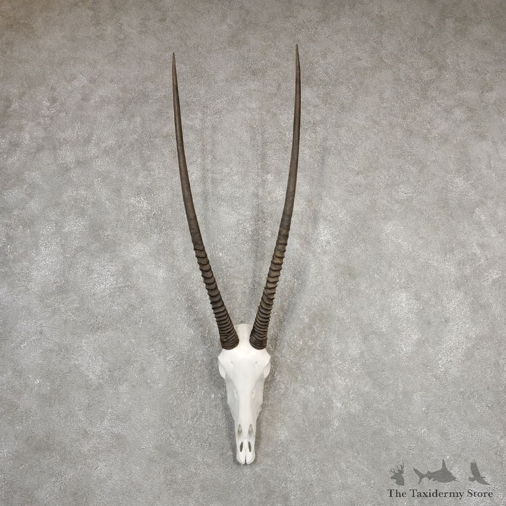 Gemsbok Skull Horns European Plaque Mount #20326 For Sale @ The Taxidermy Store