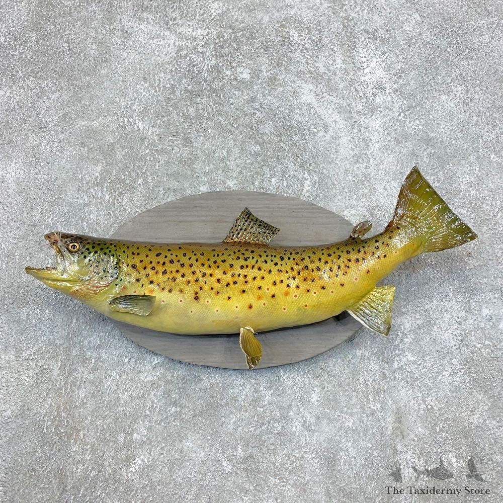 Brown Trout Fish Mount For Sale #22133 @ The Taxidermy Store