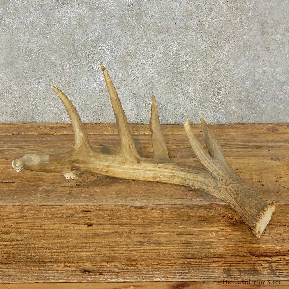 Whitetail Deer Antler Shed For Sale #16208 @ The Taxidermy Store