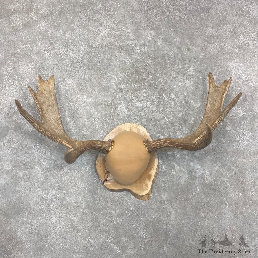 Moose Antler Plaque For Sale #27340 @ The Taxidermy Store