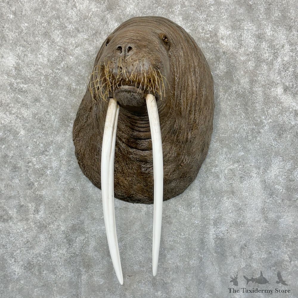 Reproduction Walrus Taxidermy Mount For Sale #29608 @ The Taxidermy Store