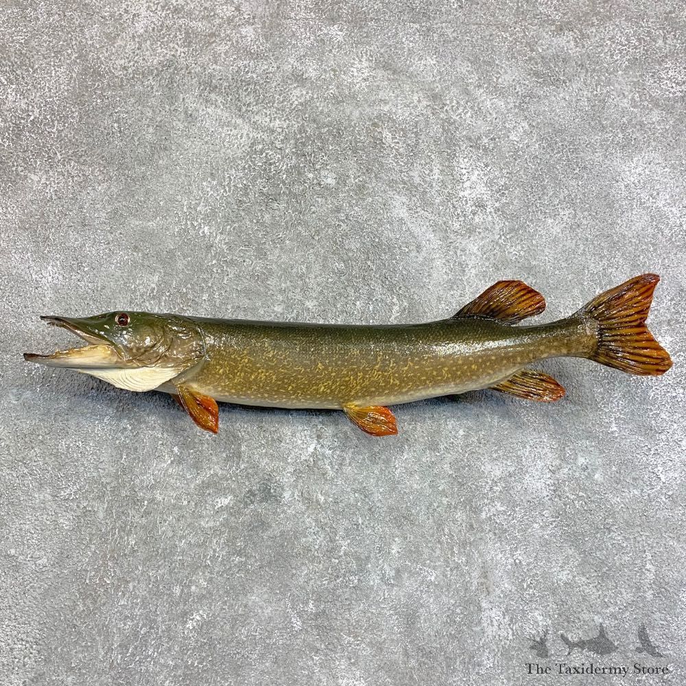 Northern Pike Fish Taxidermy Mount For Sale #22051 @ The Taxidermy Store