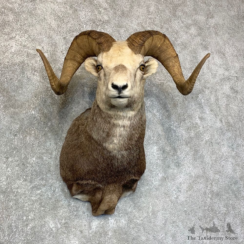 Stone Sheep Shoulder Mount For Sale #22738 @ The Taxidermy Store
