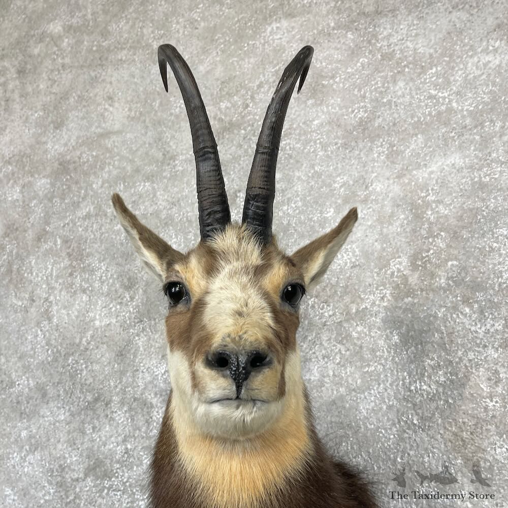 South Pacific Chamois Shoulder Mount For Sale #28264 @ The Taxidermy Store