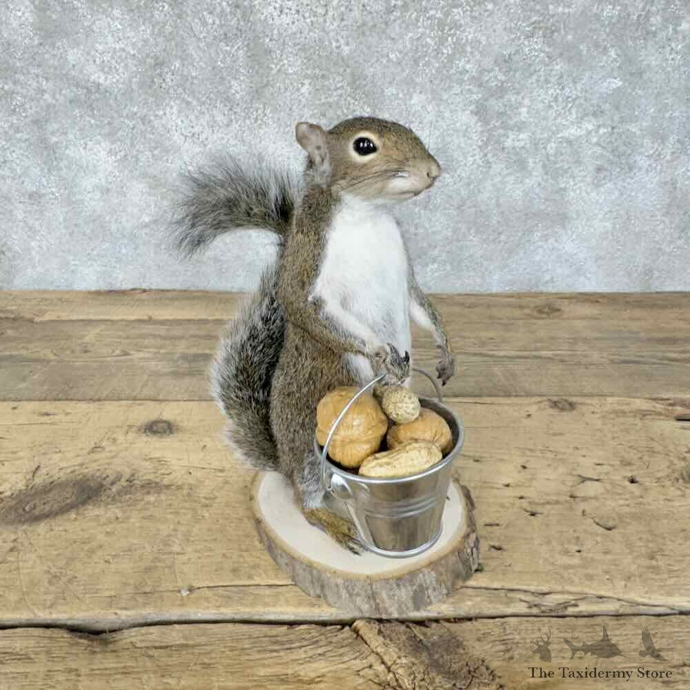 Grey Squirrel Novelty Mount For Sale #30584 @ The Taxidermy Store