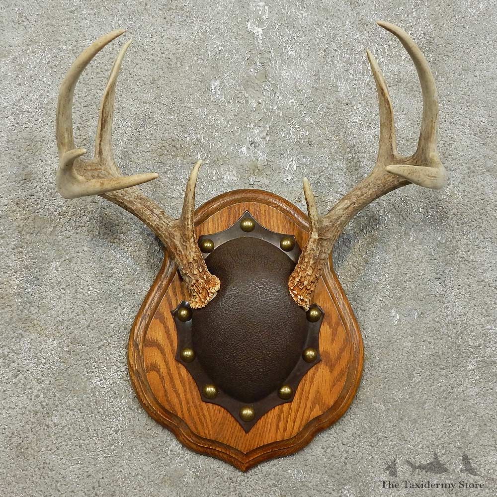 Whitetail Deer Antler Plaque Mount For Sale #15853 @ The Taxidermy Store
