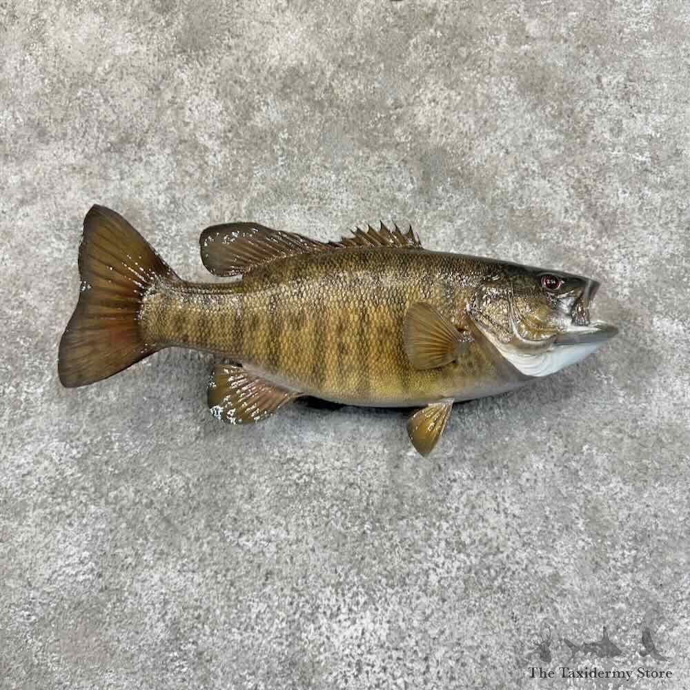 Smallmouth Bass Fish Mount For Sale #31446 @ The Taxidermy Store