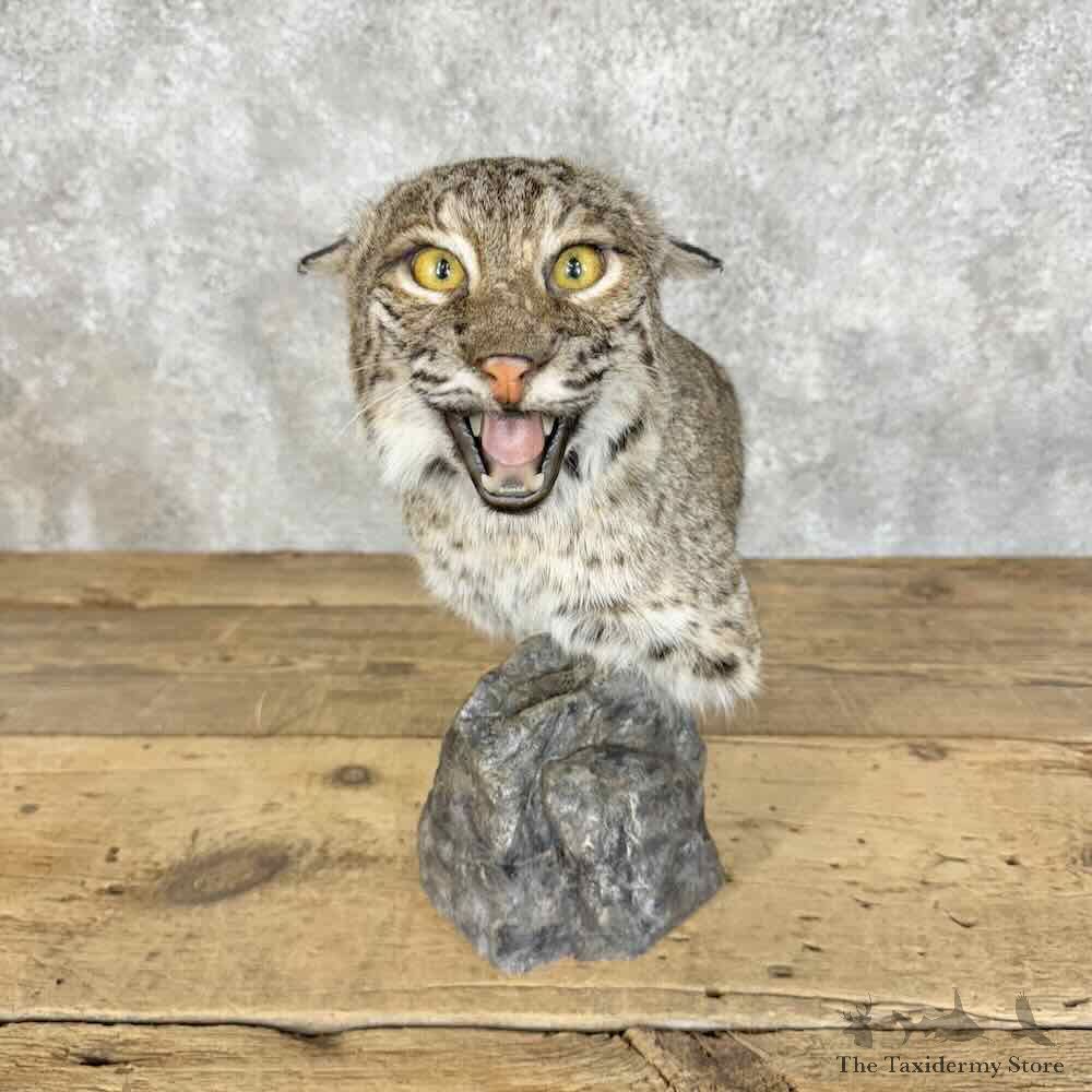Bobcat Shoulder Pedestal Mount For Sale #31095 @ The Taxidermy Store