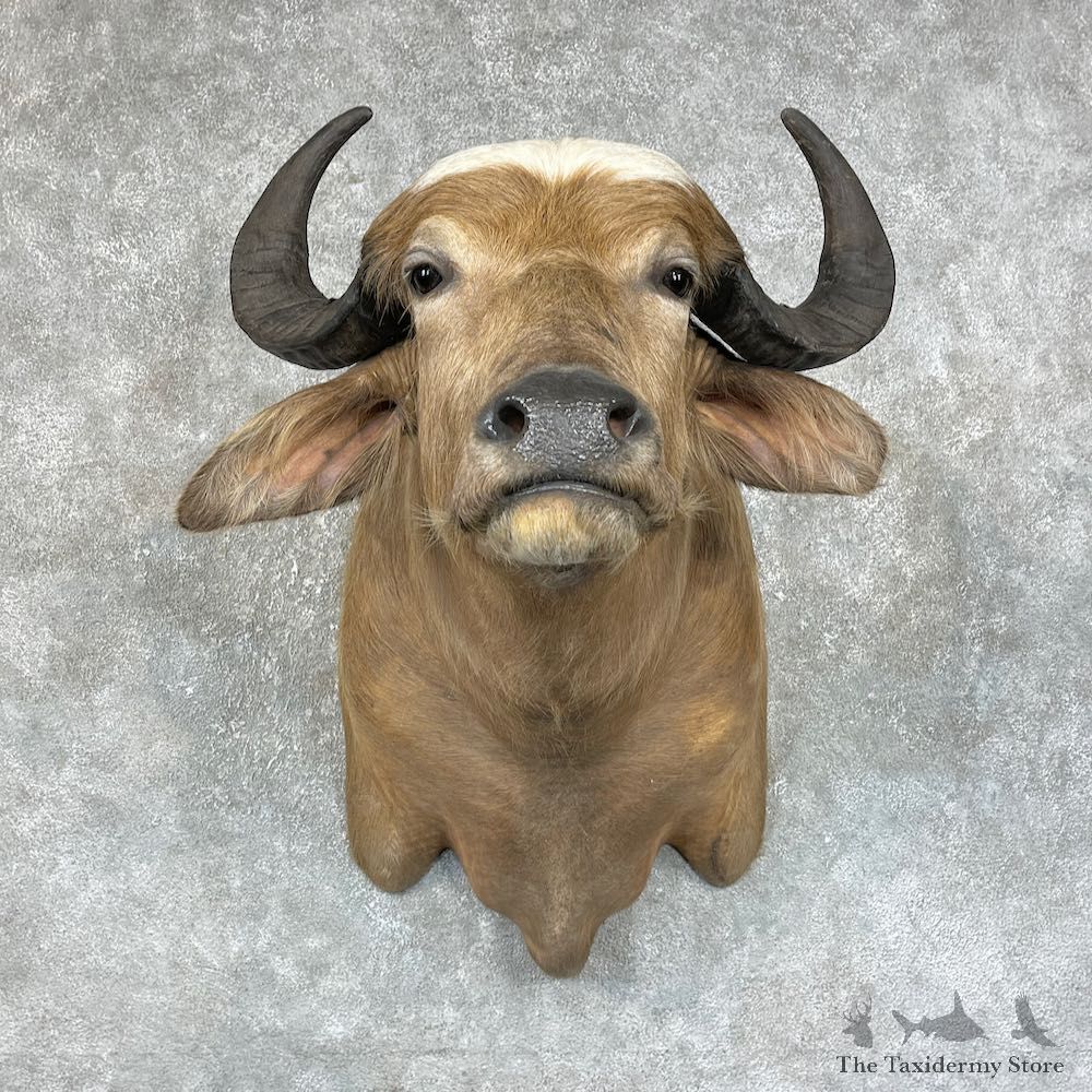 White Water Buffalo Shoulder Mount For Sale #25705 For Sale @ The Taxidermy Store