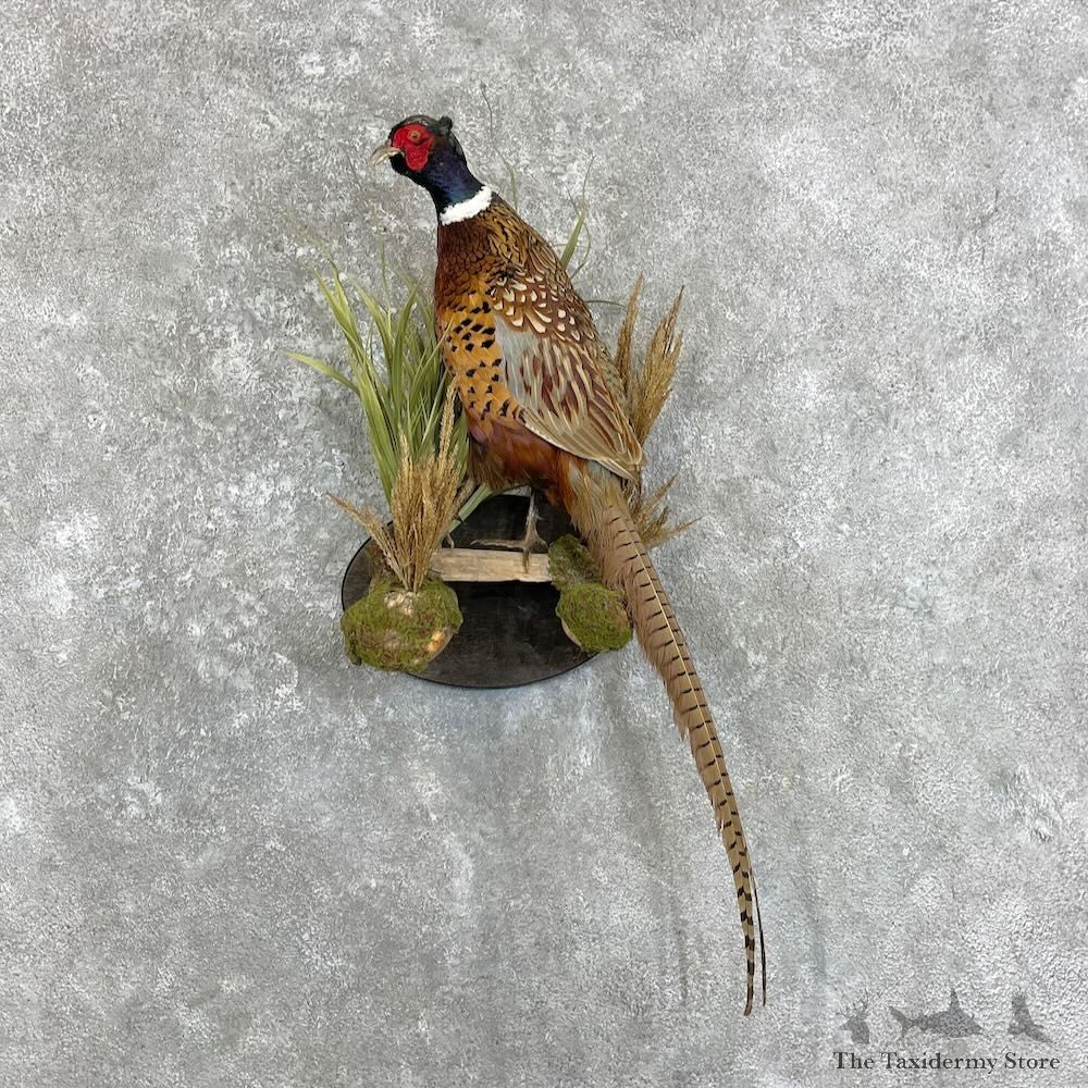 Ringneck Pheasant Bird Mount For Sale #27946 @ The Taxidermy Store